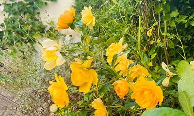 Liebevoll gestaltetes Umfeld