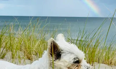 Spielgefährte erwünscht