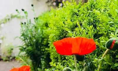 Frühling Eingangsbereich