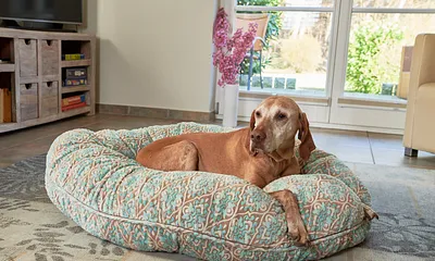 Auch der Vierbeiner hat Platz