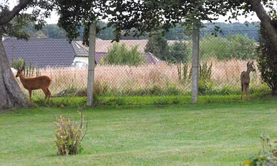 Besuch am Gartenzaun