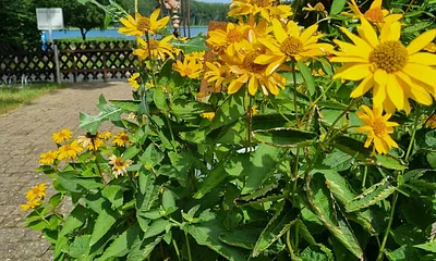 Blauer Himmel, blauer Wolgastsee und Blütenpracht