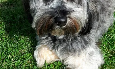 Unsere Stiene läuft frei auf dem Hof