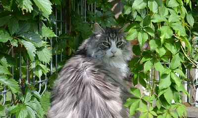 Unsere Katzen sind Freigänger.