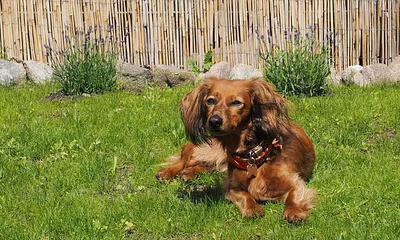 Haustiere auf Anfrage erlaubt