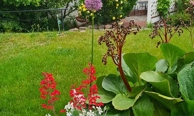 Bungalow im Grünen umgeben von Omas guten Obstbäumen