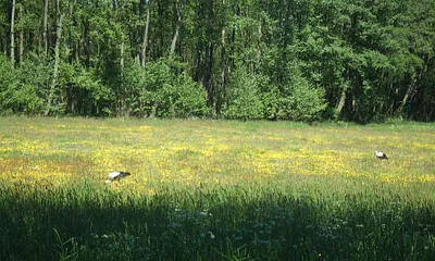 Im Naturschutzgebiet Gothensee