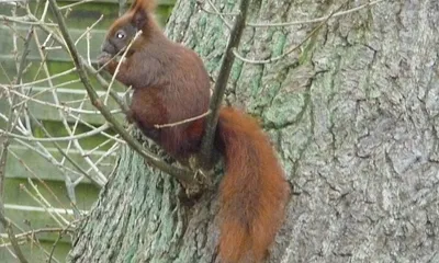 Erleben Sie Natur pur in Graal-Müritz, Eichhörnchen können Sie schon mal direkt auf dem Parklpatz am Haus beobachten. 