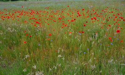 Natur pur, wie hier findet man auch noch augedehnte Mohnflächen.