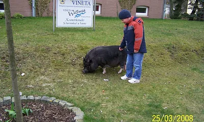 Die zamen Schweine vom Vieneta Hotell