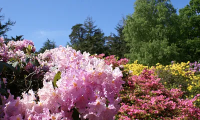 Rhododendronblüte
