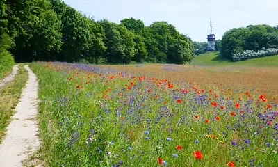 Lotsenberg mit Lotenturm