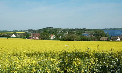Rapsfeld bei Alt Reddevitz