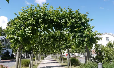 Strandstrasse in Baabe