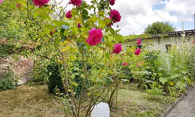 Garten im Innenhof mit hübschen Rosen