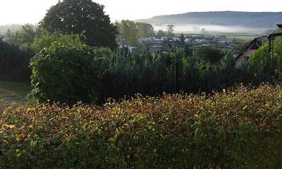 Blick über die Wiesen mit Frühnebel