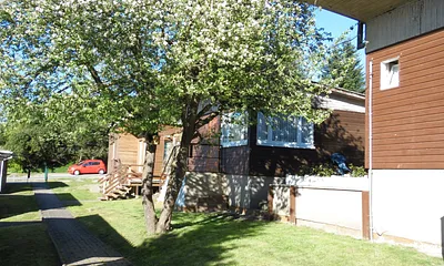 Apfelbaum in voller Blüte