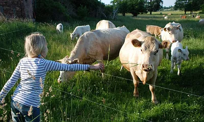 Bauernhofleben in echt - Kühe direkt hinterm Gartenzaun