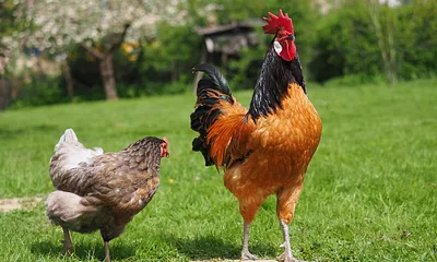 Die Hühner kakeln auf der Wiese