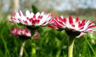 Gänseblümchenwiese zum Reinlegen
