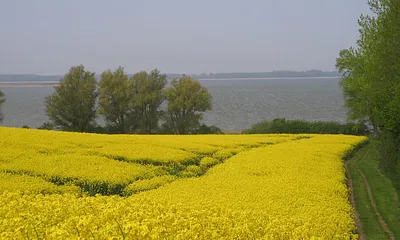 Rapsfeld am Bodden