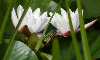 Fewo Kimberly - auf dem Teich