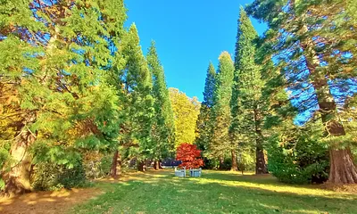 Ostsee Mammutbaumallee im Park der Ostsee Hotel-Pension