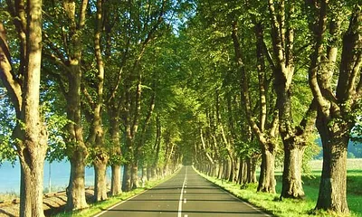 historische Lindenallee (Naturdenkmal)