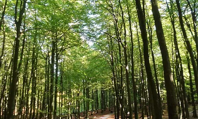 eine von vielen Alleestraßen 