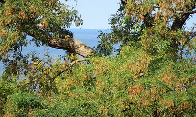 Eingeschränkter Seeblick