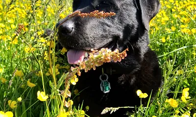 Labradorhündin gehört zum Inventar der Familie Segebrecht