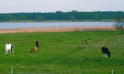 der Bodden- die stille Seite der Ostsee