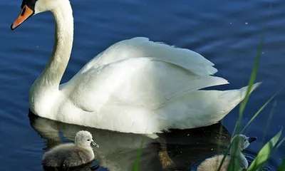 Man kann aber auch in sein Urlaub die Tierwelt betrachten
