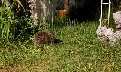 Nachbarn auf Futtersuche