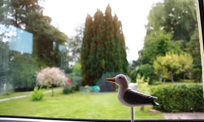 Die Hausmöwe schaut gern in den Garten
