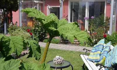Ferienwohnung "Seepferdchen" in Zingst Garten Impressionen