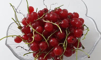 Ein Gruß aus unserem Garten