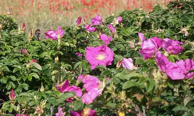 Am Wegesrand Wildrosen