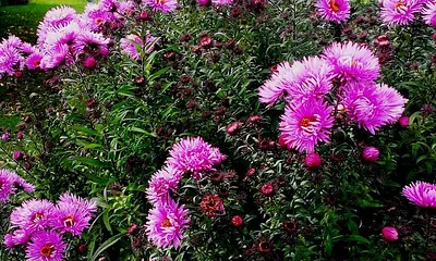 Zwischen Blumen Blick auf unser Haus