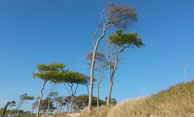 berühmte Windflüchter am nuturbelassenen Weststrand