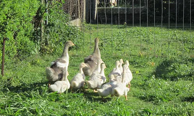Unsere Enten und Gänse