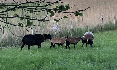 Die Schaffamilie unseres Hofes