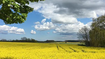 Rapsblüte im Hinterland - Pudagla