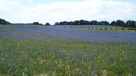 Kornwiese bei Stagnieß