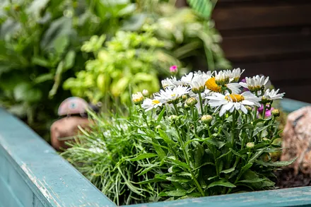 Blumenkasten vor der Wohnung
