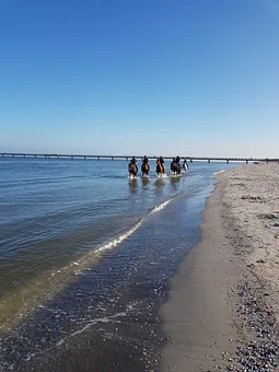 von Nov. bis März ist das reiten am Strand möglich, Reiterhof 3 Minuten von unserer Wohnung entfernt