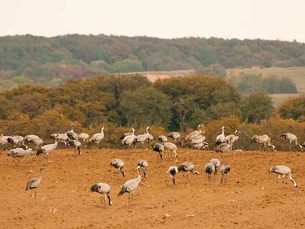 Im Herbst wird Rügen Jahr für Jahr von Tausenden von Kranichen besucht.