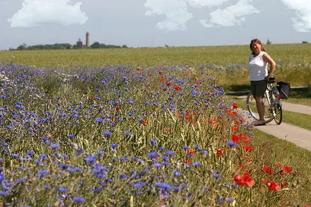 Kornblumenfeld vor Kap Arkona - mit dem Fahrrad unterwegs