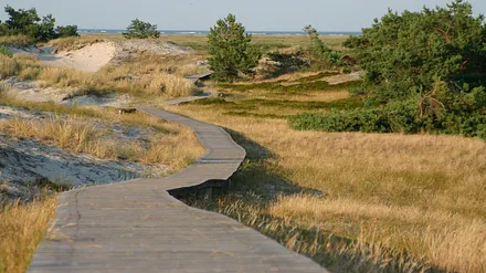 Rundwanderweg in der Dünenlandschaft am Darßer Ort
