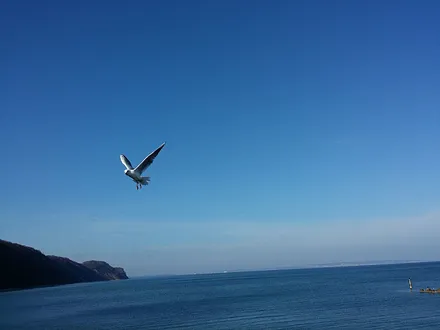 Original Ostseemöve